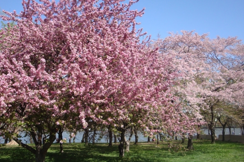 Cerisiers - Japon